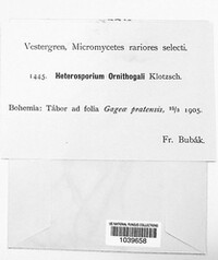 Cladosporium ornithogali image